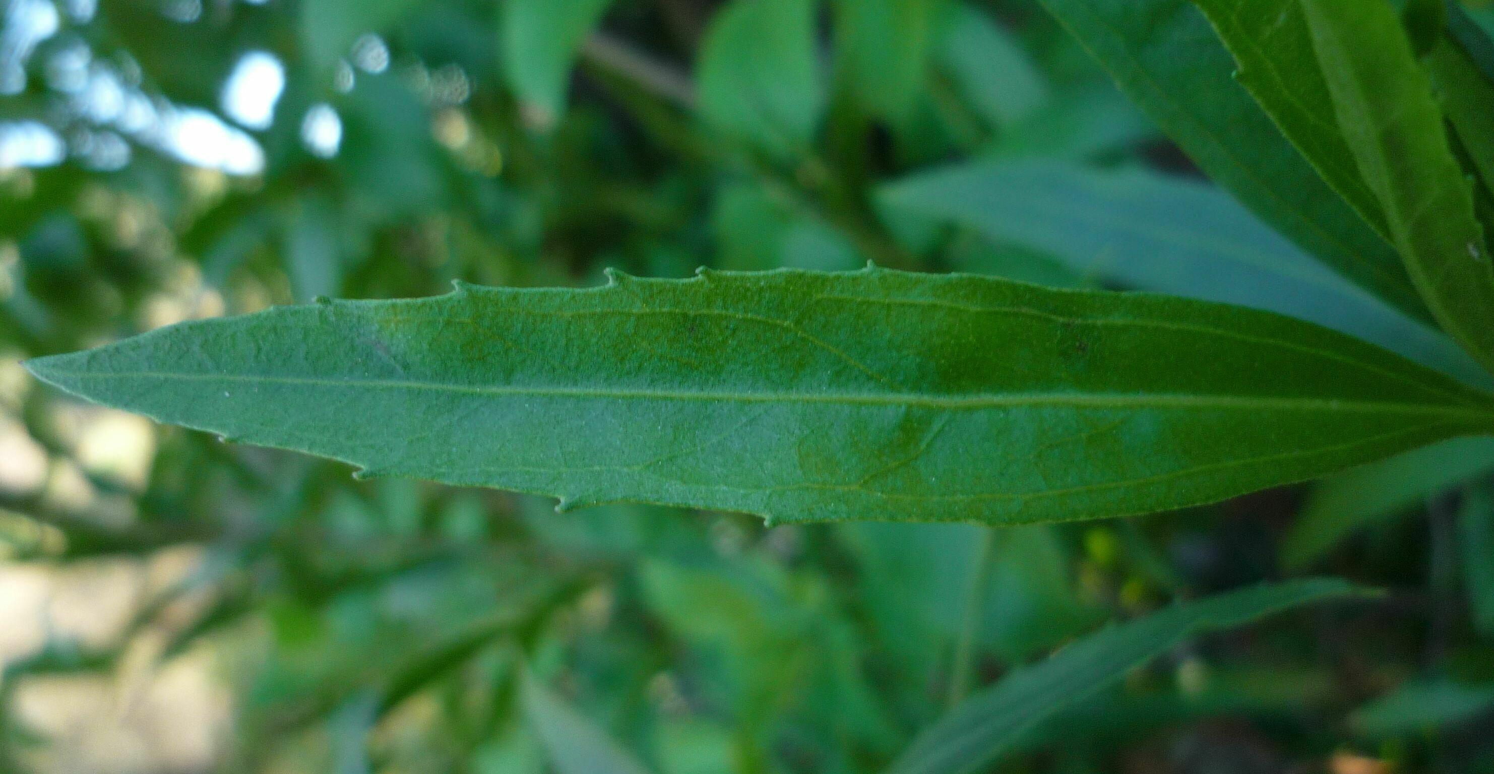 High Resolution Baccharis salicifolia Leaf